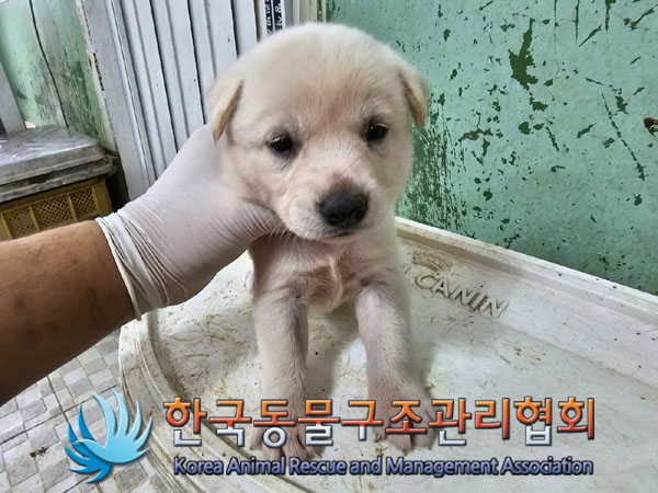 한국동물구조관리협회_441406202301012